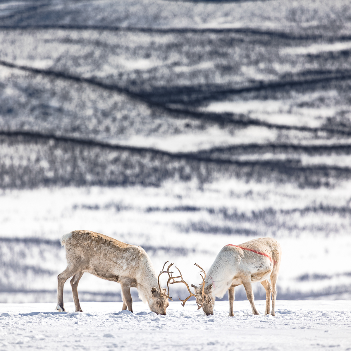 reindeer Lapland finland animal culture Landscape winter Arctic