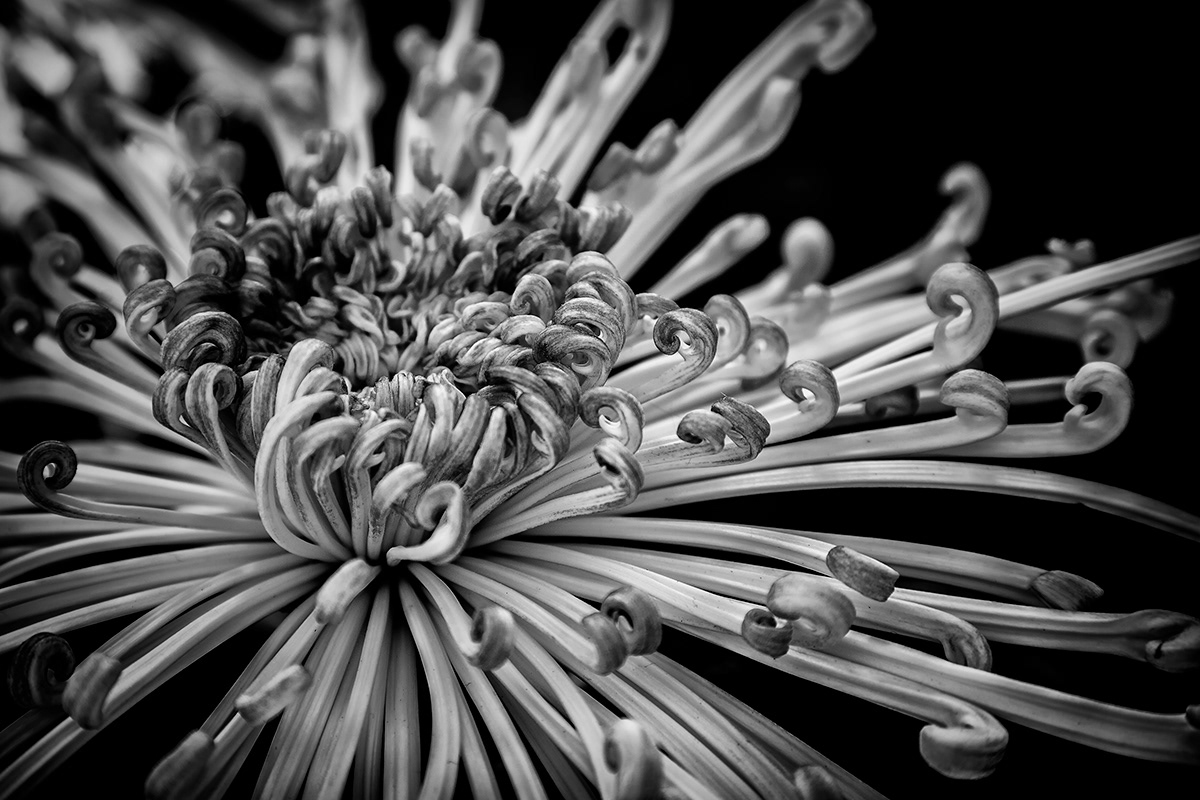 Flowers Nature black and white macro