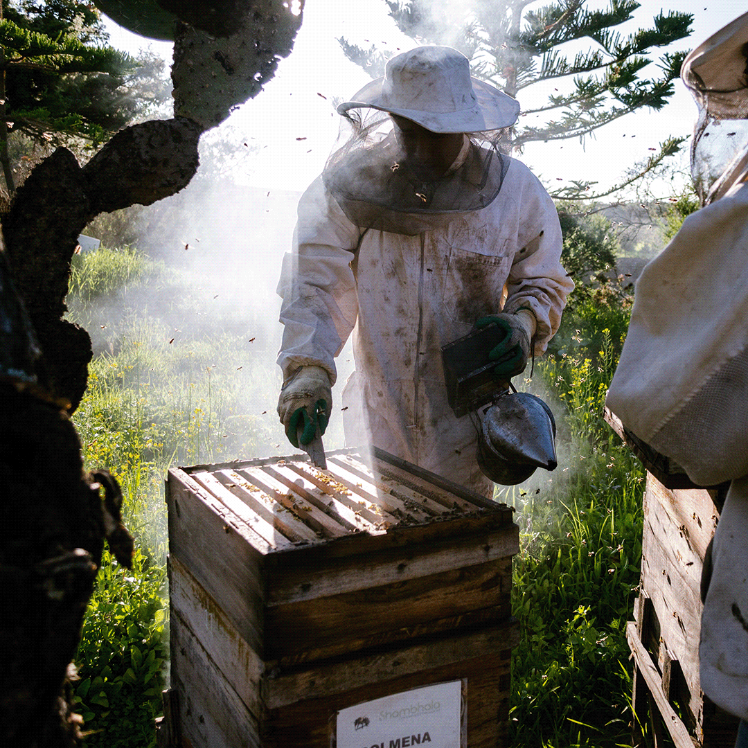 Nature bee beekeeping farm organic Cruelty Free agroecology permaculture Sustainability Beekeeper
