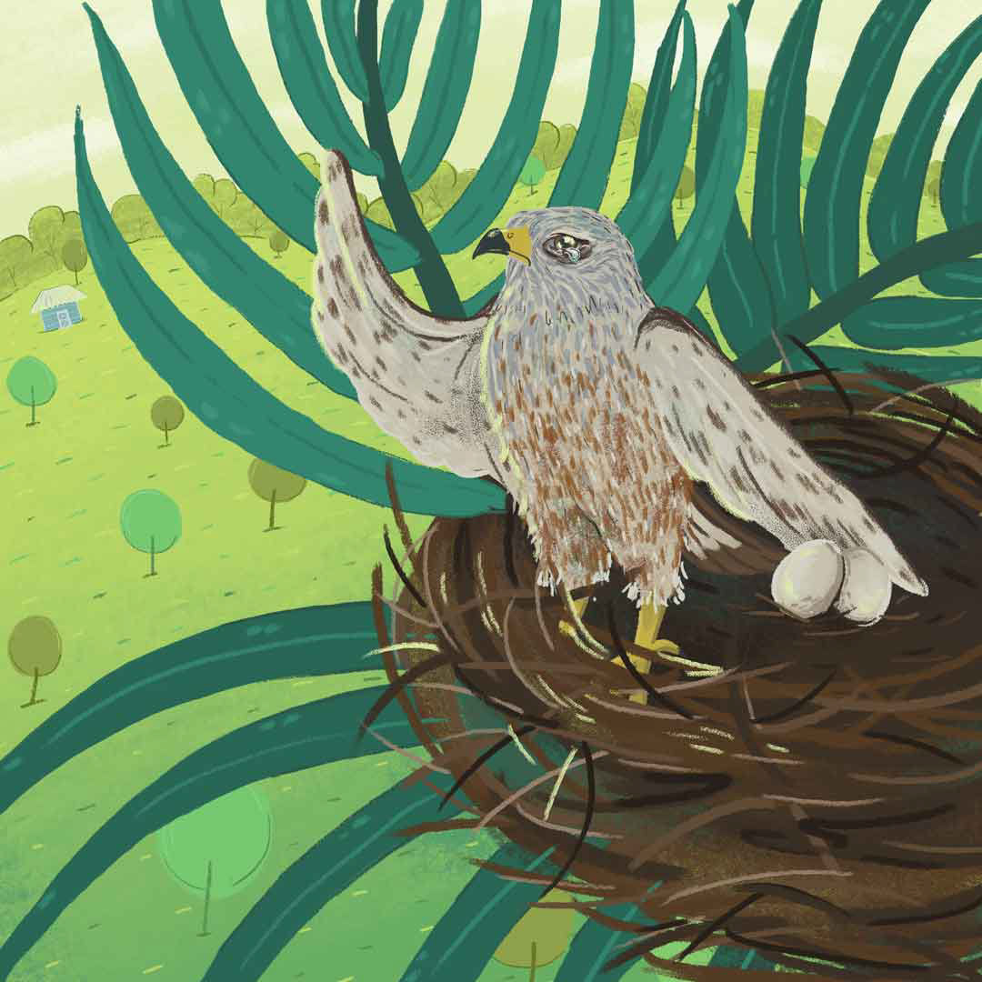 ILLUSTRATION  Nature fauna Flora digital illustration children's book gavilan Letra Natural