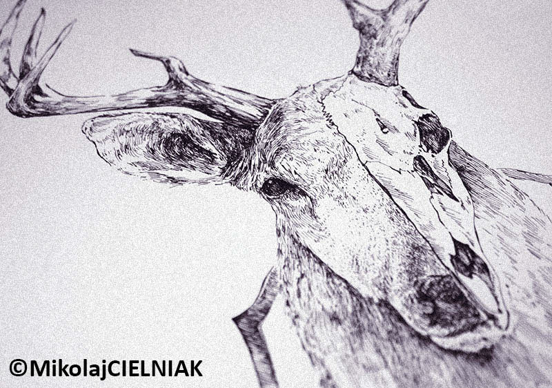 graphic black ink rapidograph linework animals deer raven skulls concept inspiration