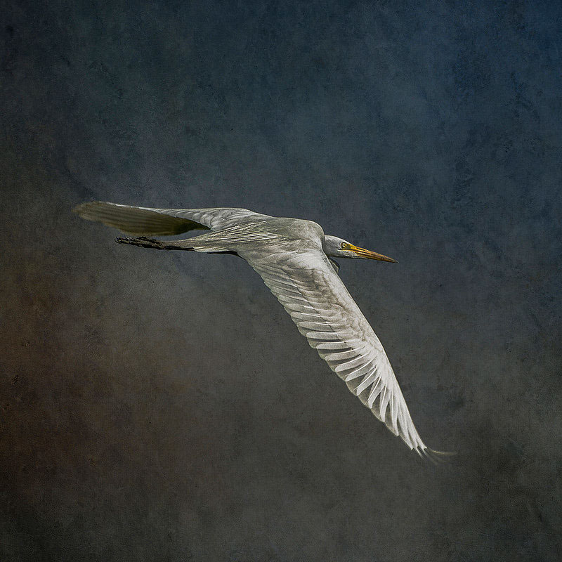 egrets heron Fly SKY Nature naturaleza birds aves vuelo CIelo