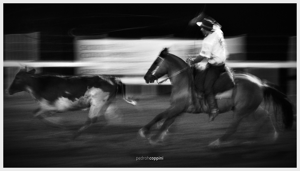 Gaucho rodeio laço horse energy tradição tradition bw blackandwhite   cow farm rodeo