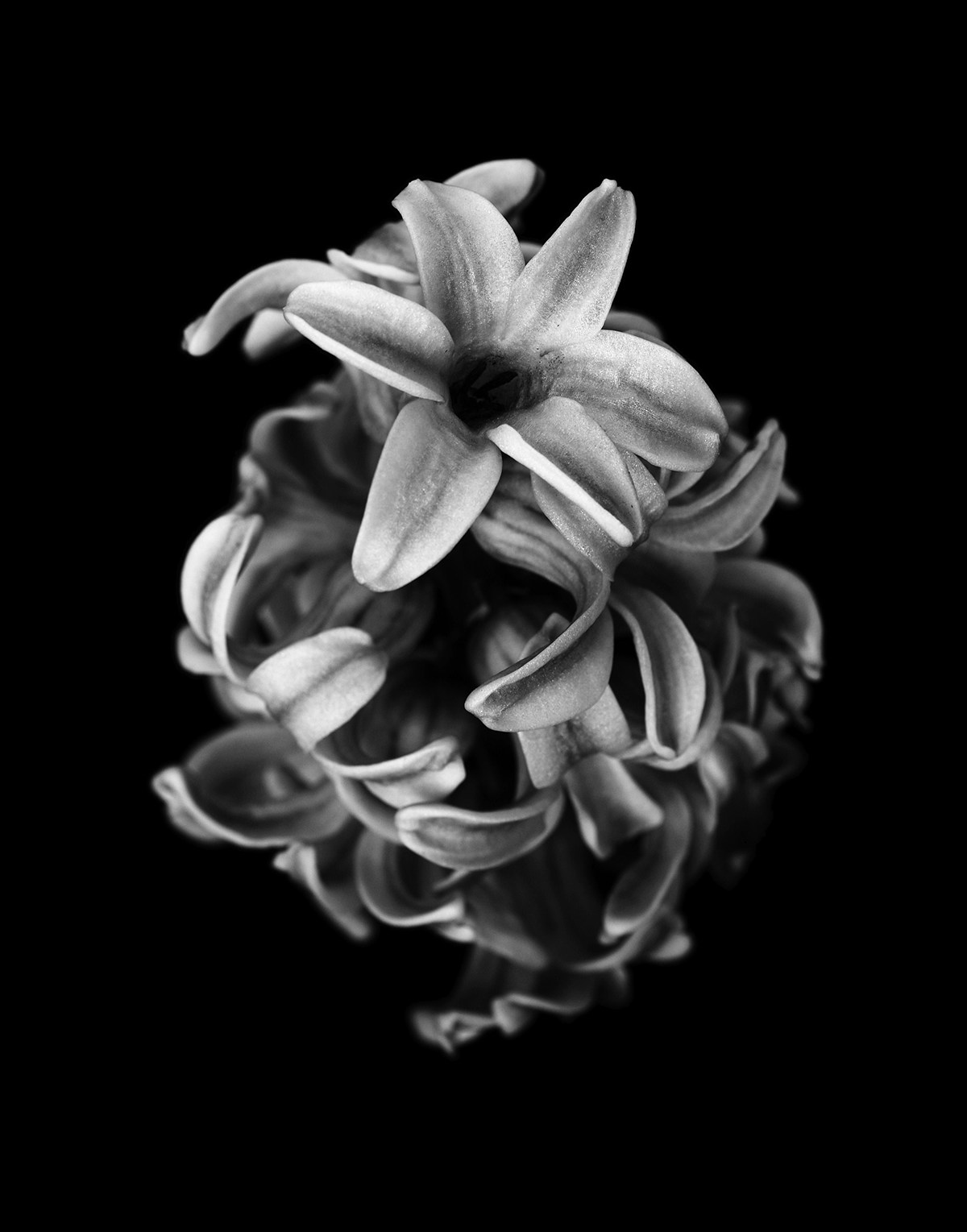 flower Flowers bw blackandwhite Nature black White spring