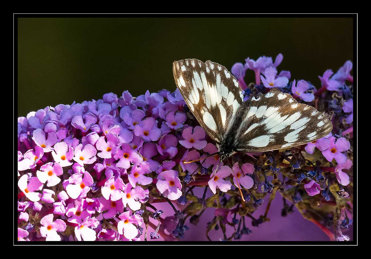 papillons insectes libellules Photography  Photographie photographie numérique quercy animalier