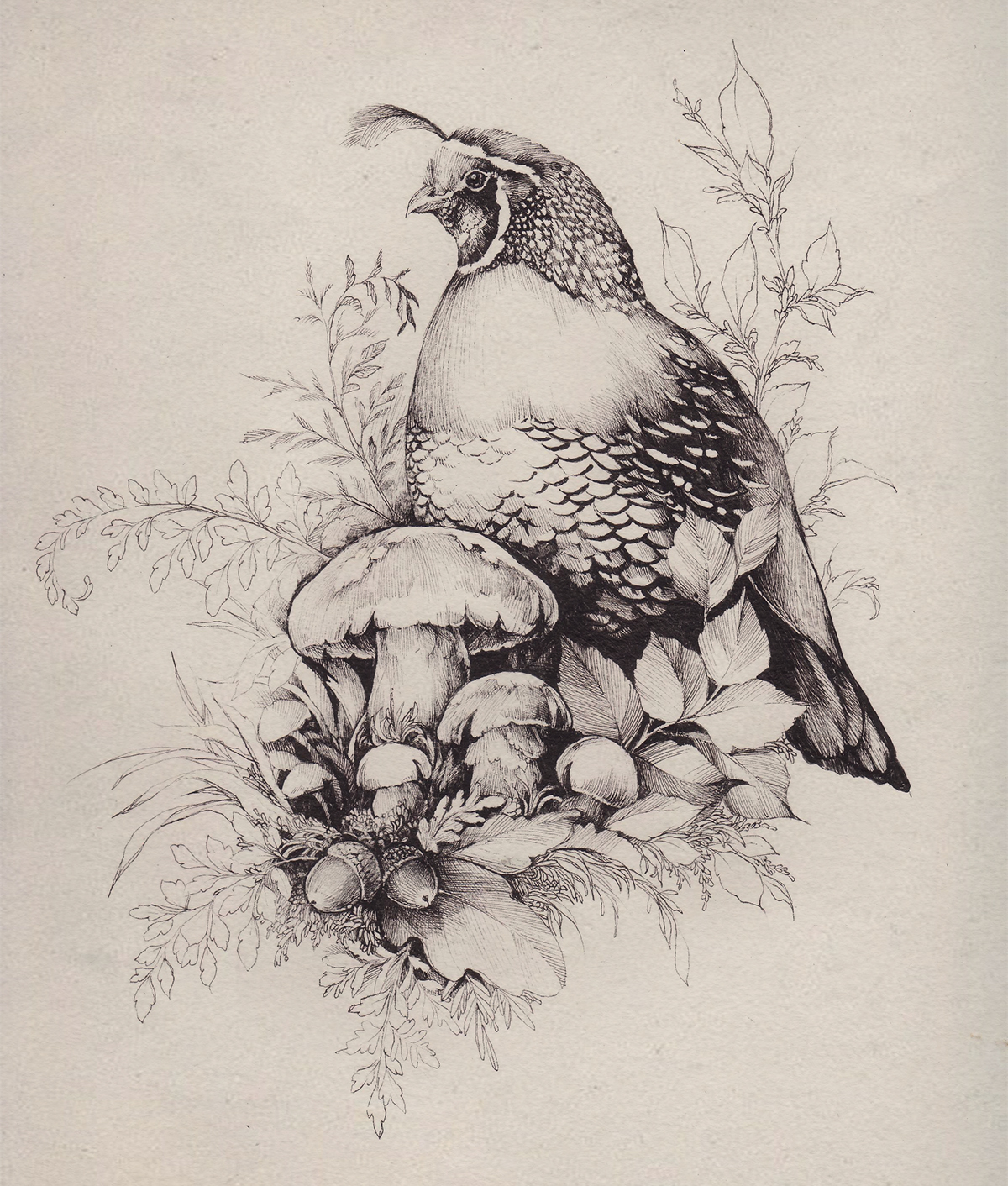 bird ILLUSTRATION  graphic pen design botanical art black and white