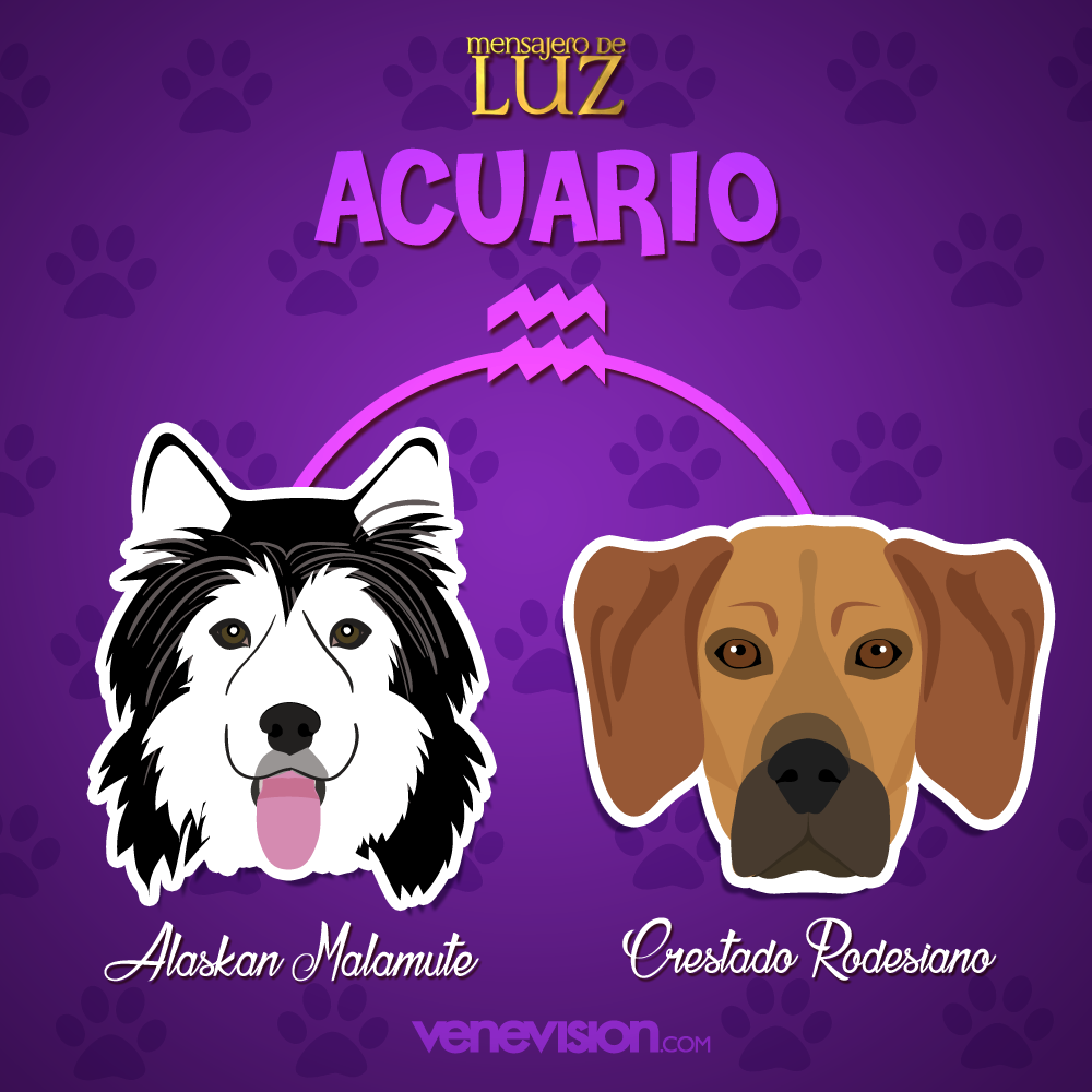 dogs zodiac signs ILLUSTRATION  design social networks campaign