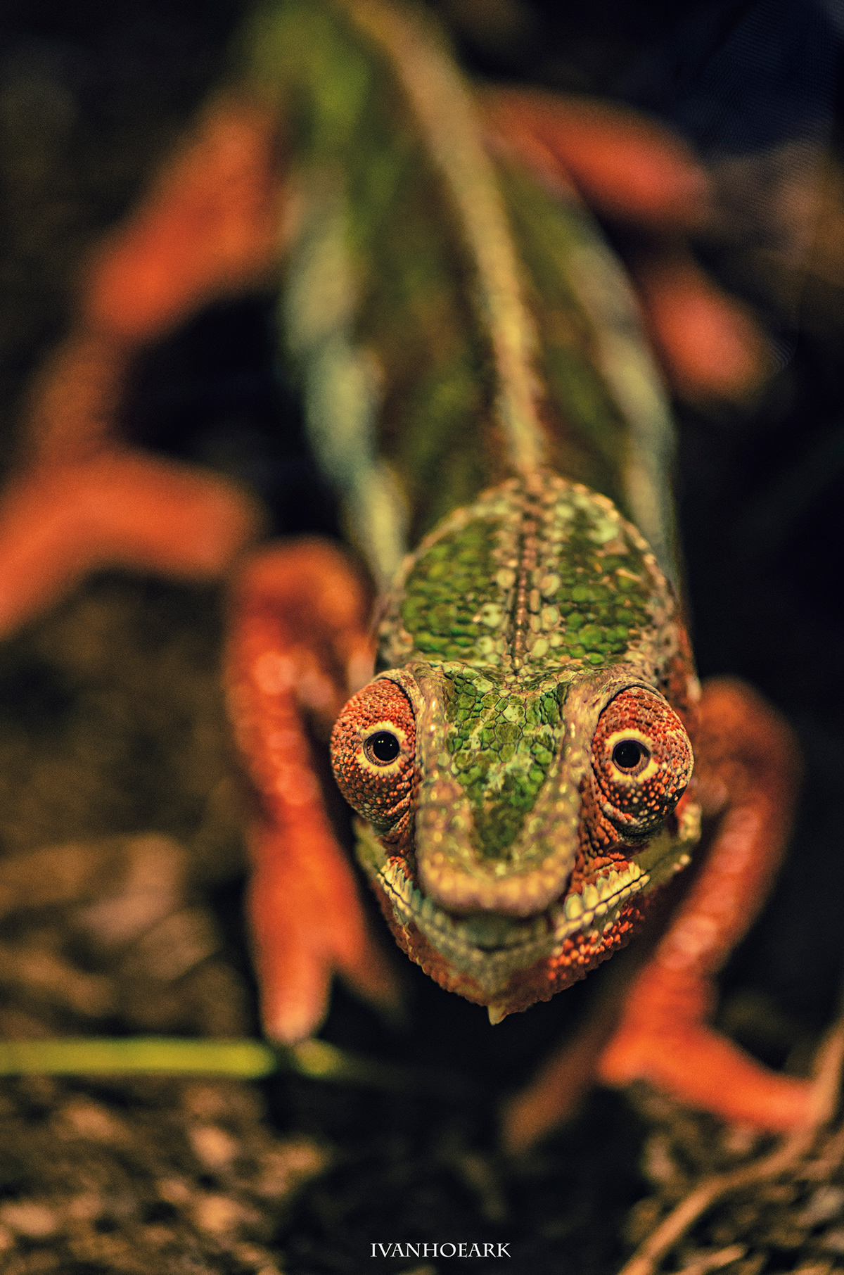 Photography  digital macro reptiles