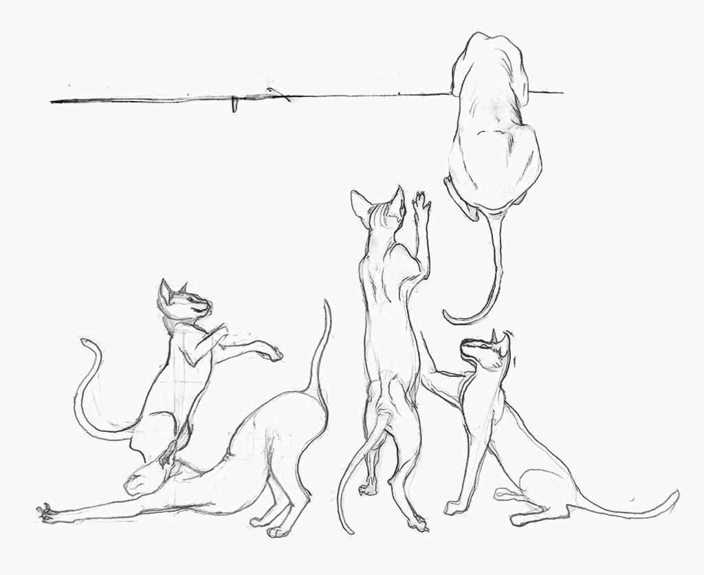 bw sketch sketchbook graphite grafito Gato Cat кот ねこ Anne Briggs