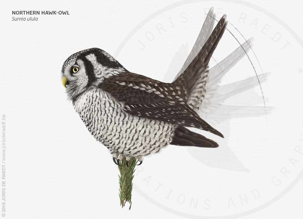 owls strigiformes scientific illustration magazine editorial wildlife conservation birds ILLUSTRATION 