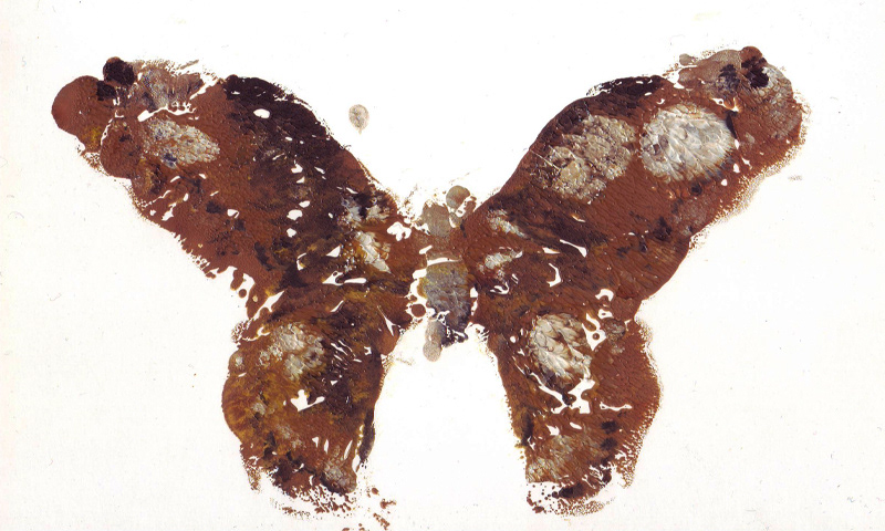 butterfly  animals monotype bug natural Nature