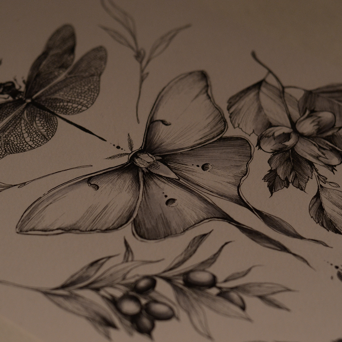 botanical dragonfly butterfly graphic art plants sketch tattoo ILLUSTRATION  design