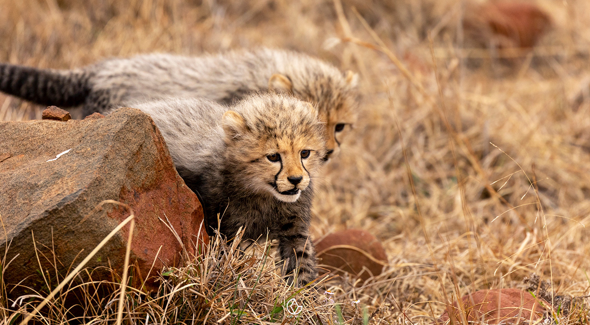 animal animalphotography cheetah Cheetahs conservation reintroduction Rewilding wildlife Wildlife photography