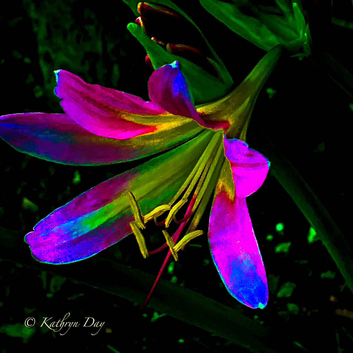color Flowers Lilies photo editing watercolor