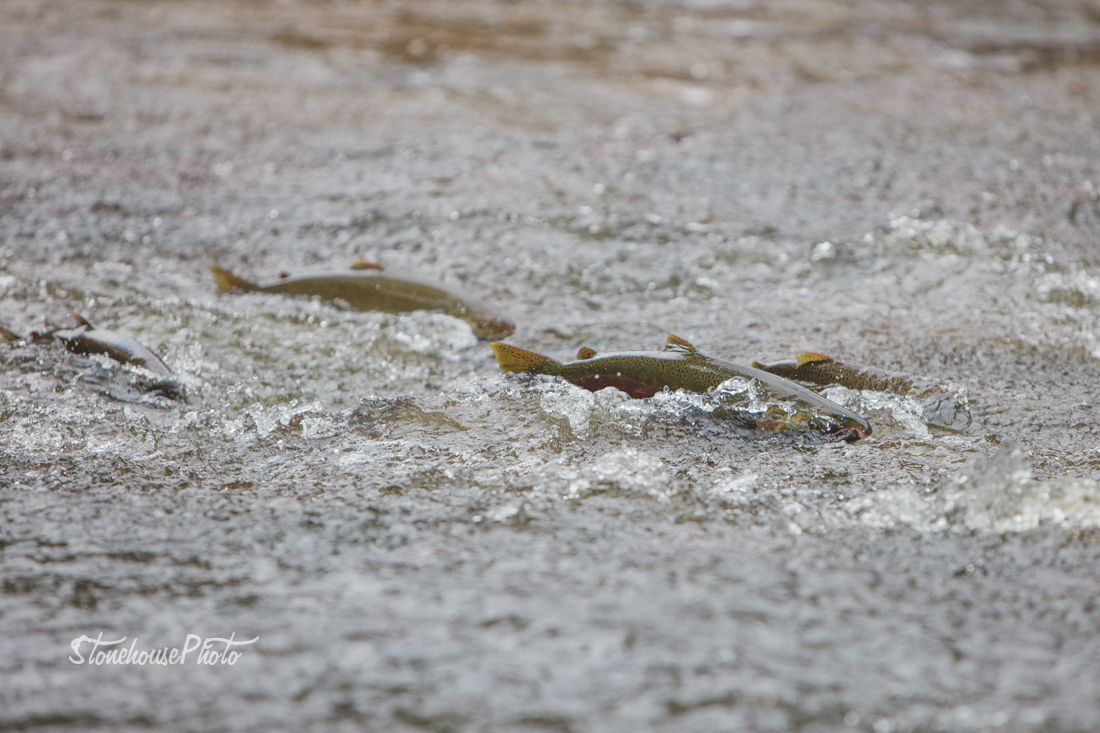fish trout stream migration Outdoor Wisconsin salmon