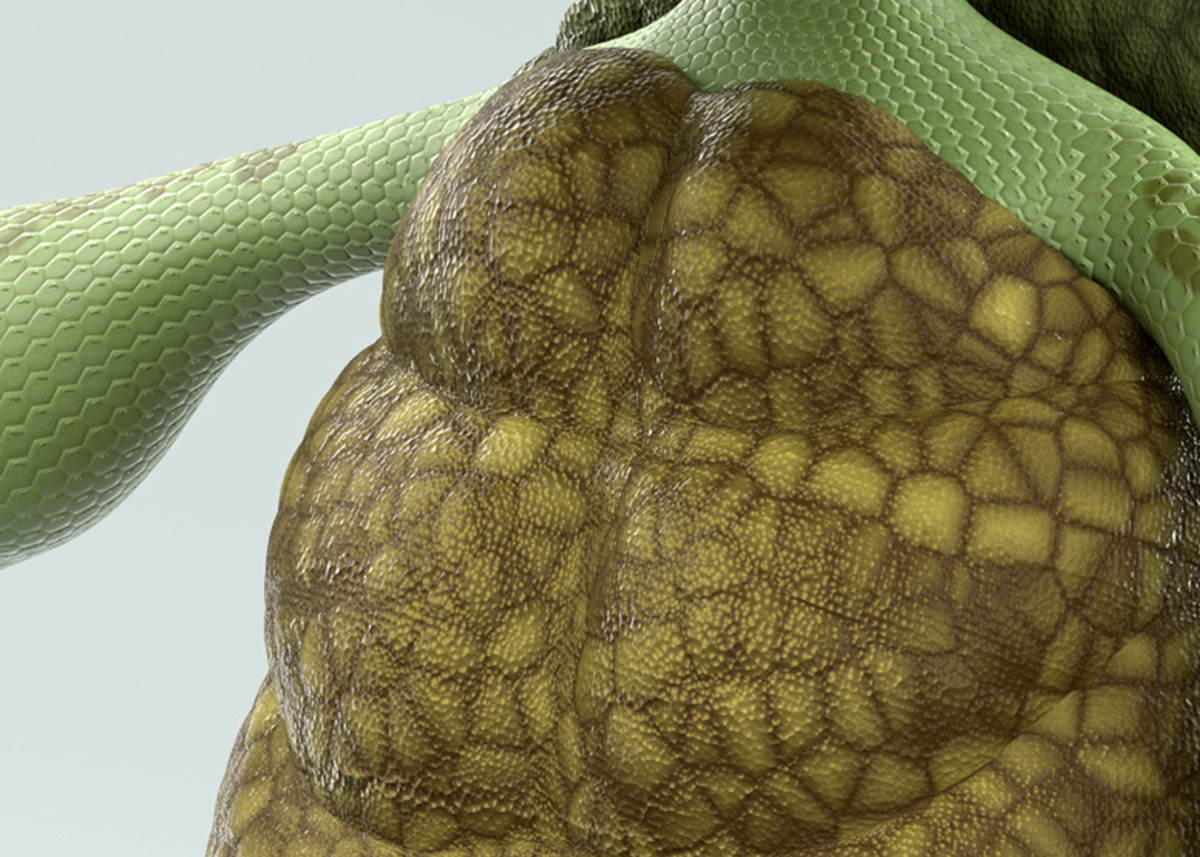 Turtle Character design  tartaruga 3D