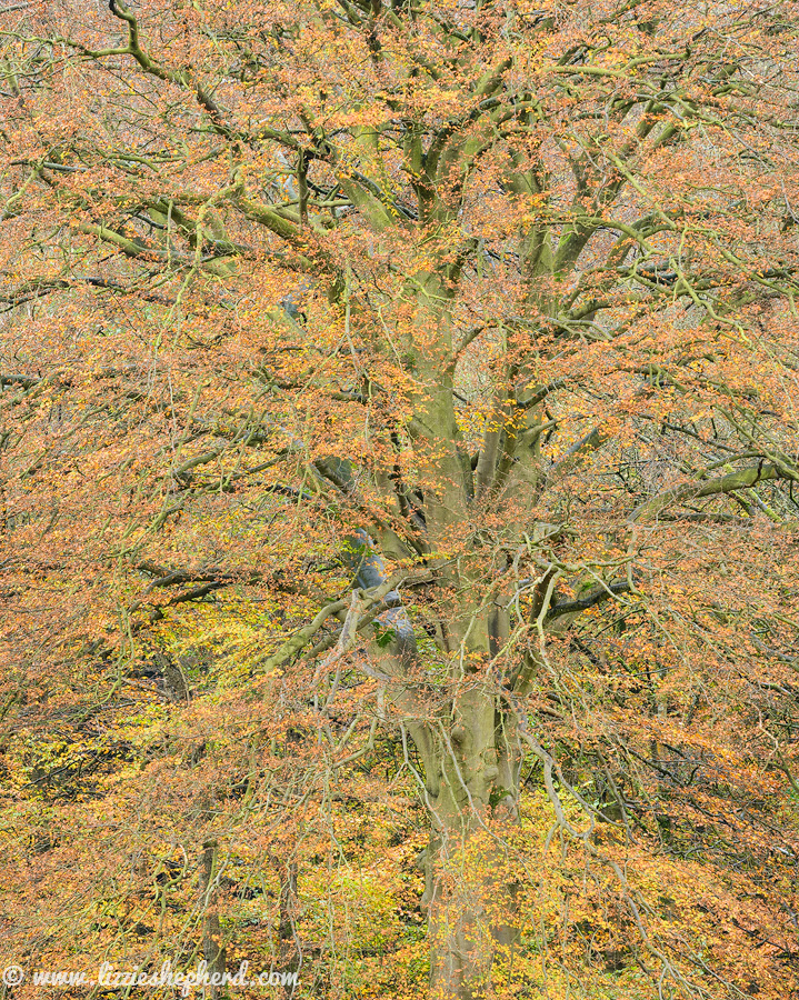The Strid bolton abbey River Wharfe Wharfedale autumn water trees