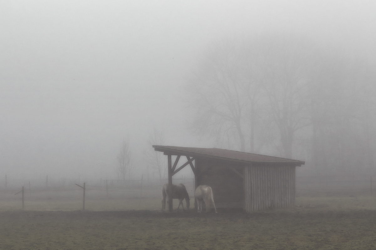 Nature Landscape trees fog mist haze jörg marx