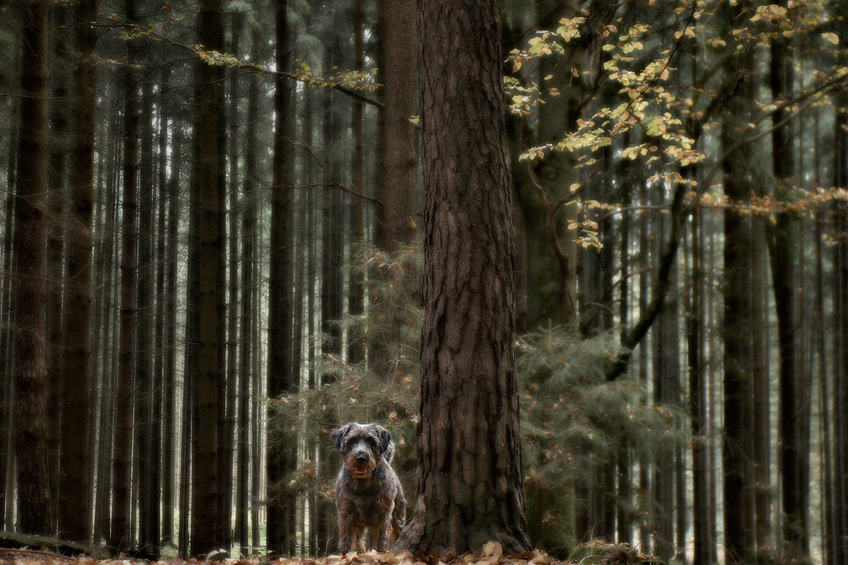 dog Landscape Nature forest Tree  animal color jörg marx