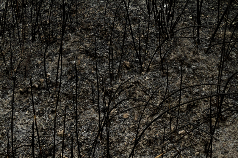 black field burnt ash Ember
