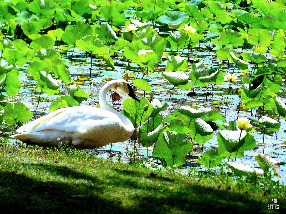 water lily pond lily pond swan Goose Canada Goose trumpet swan beauty Nature wild wilderness natural animal water foul
