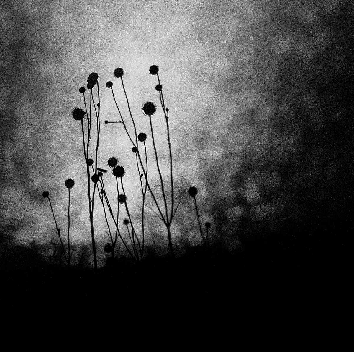 abstract monochrome analog Film   grain black and white square mood dark artistic