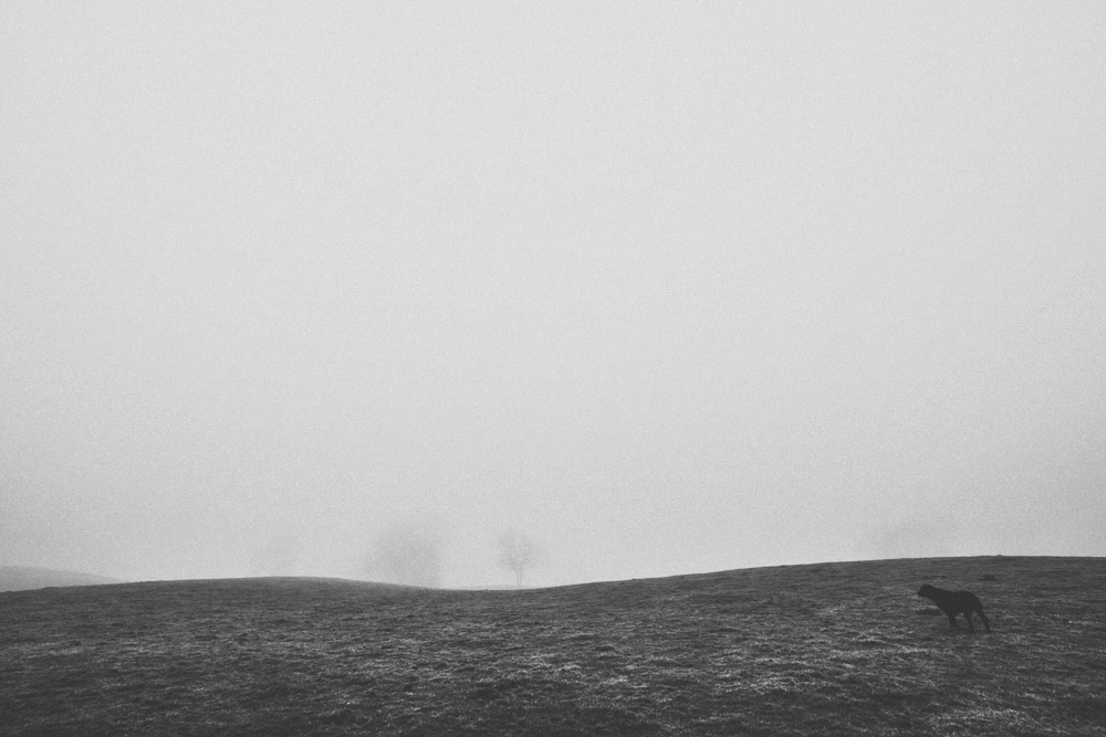 dog MORNING robart Mono scotland dumfries Galloway fog mist driech robart. black and white