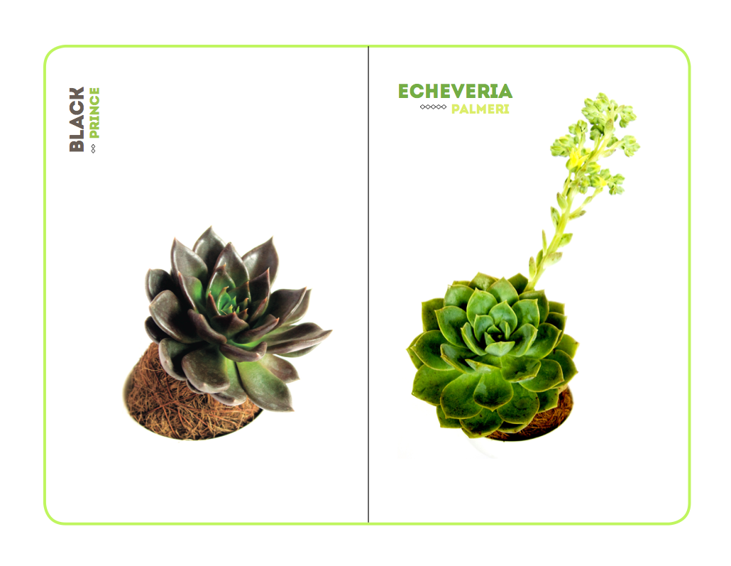 brand Brand Design products photography of products design plants plants design kokedamas
