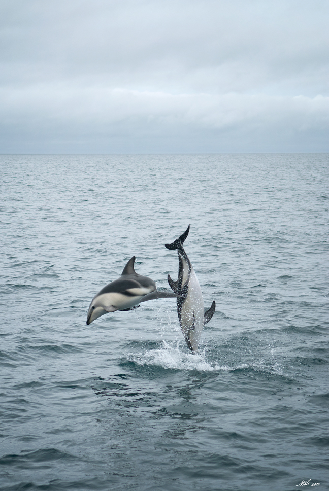 Karikoura Nouvelle-Zélande New Zealand dolphin dauphin randonnée Hike camping