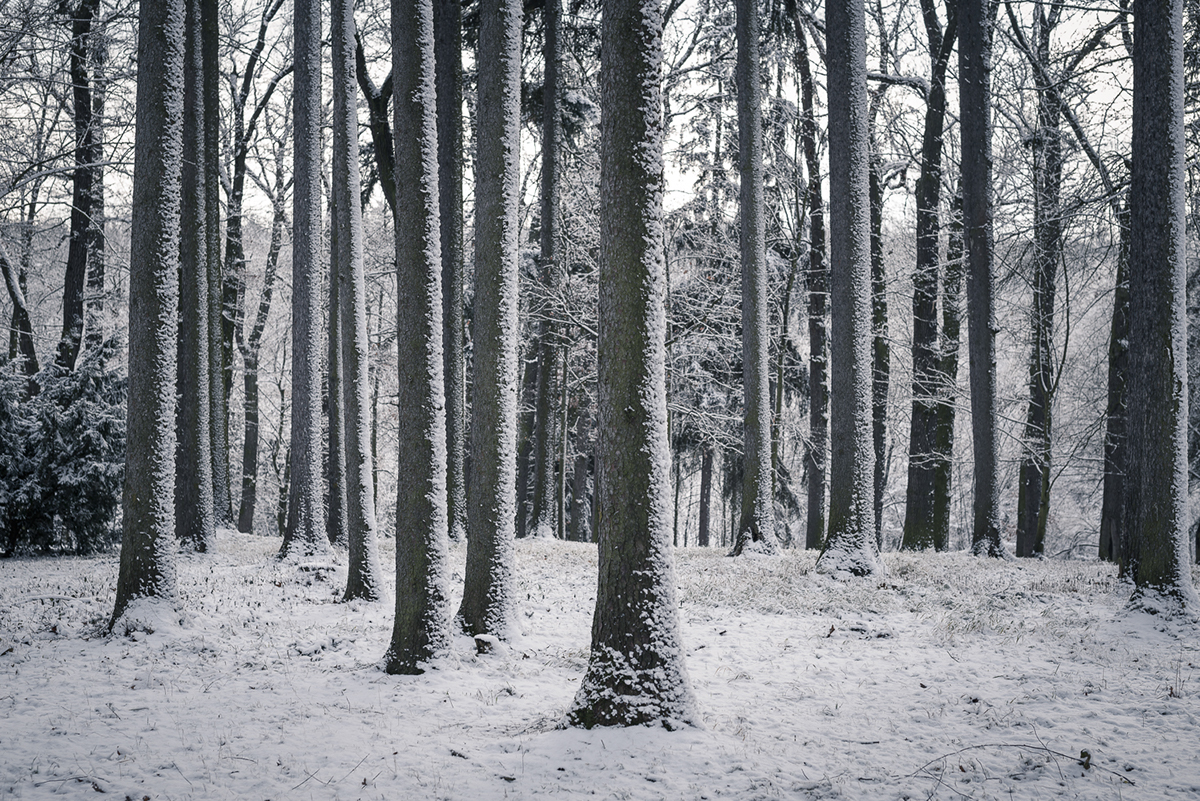 snow winter Nikon sigma Photography  photo Dilvarmi cold first White