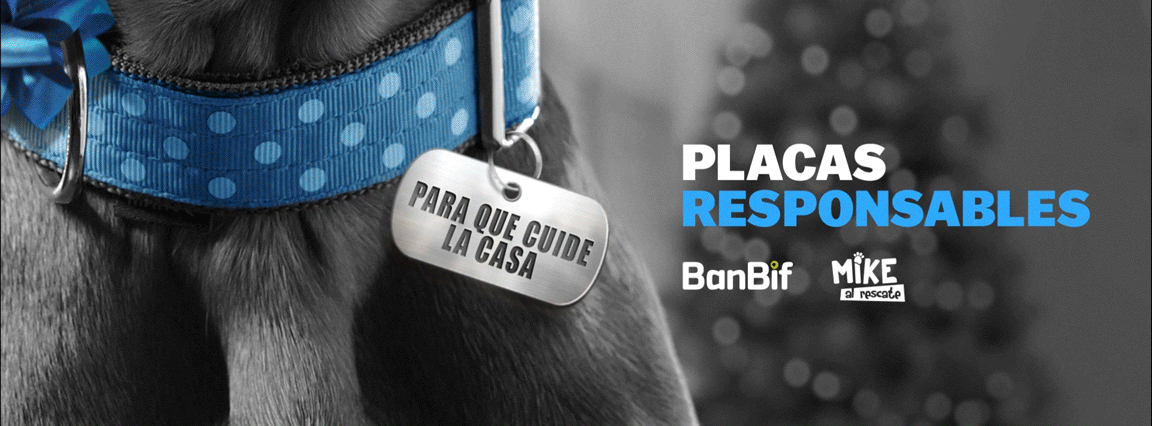 Advertising  animal art direction  banbif campaign caso creative diseño gráfico publicidad social media