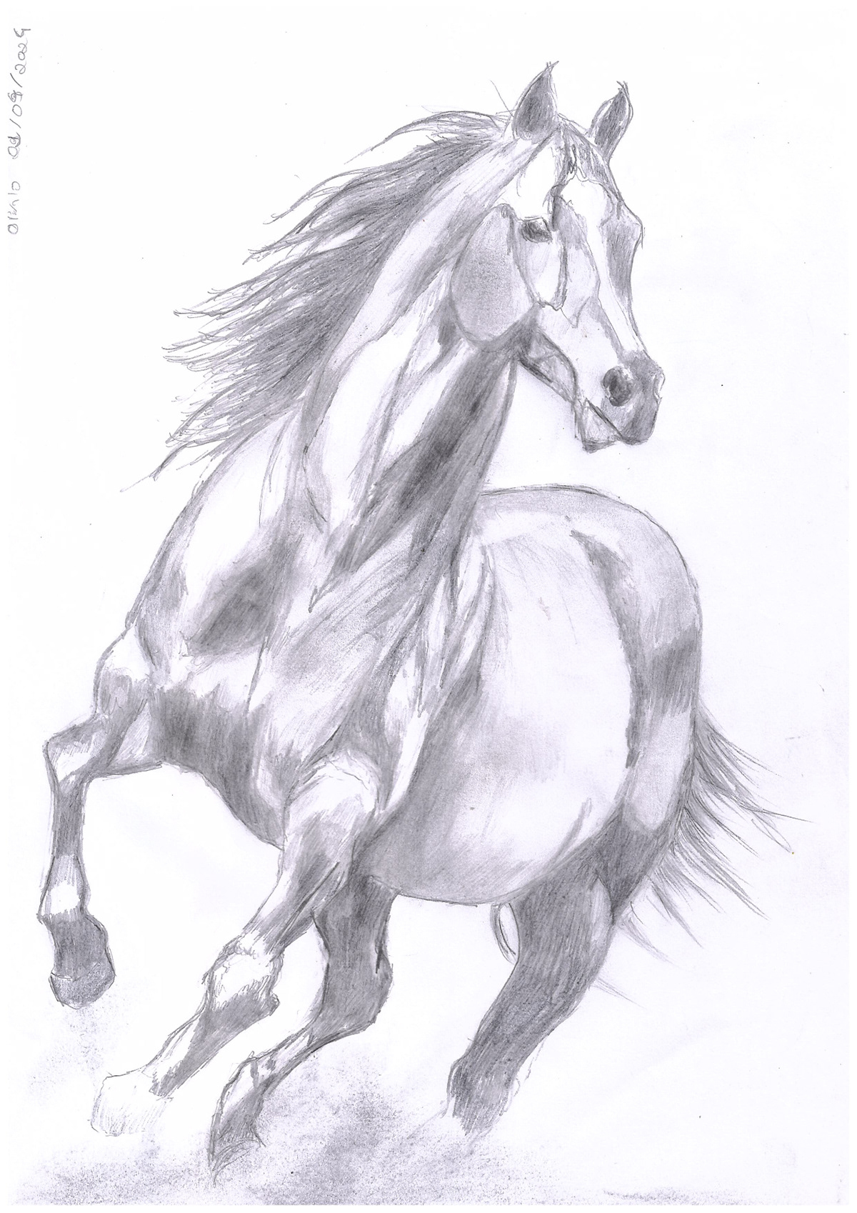 horse lion animals Drawing  realistic Realism pencil арт Brazil mental health