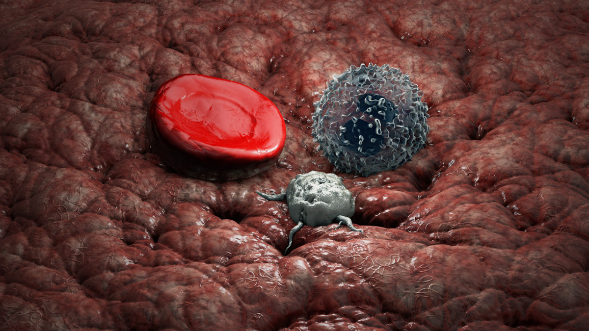 3D maxon cinema 4d blood Blood cells erythrocytes leukocytes platelets Blood Flow elements animated