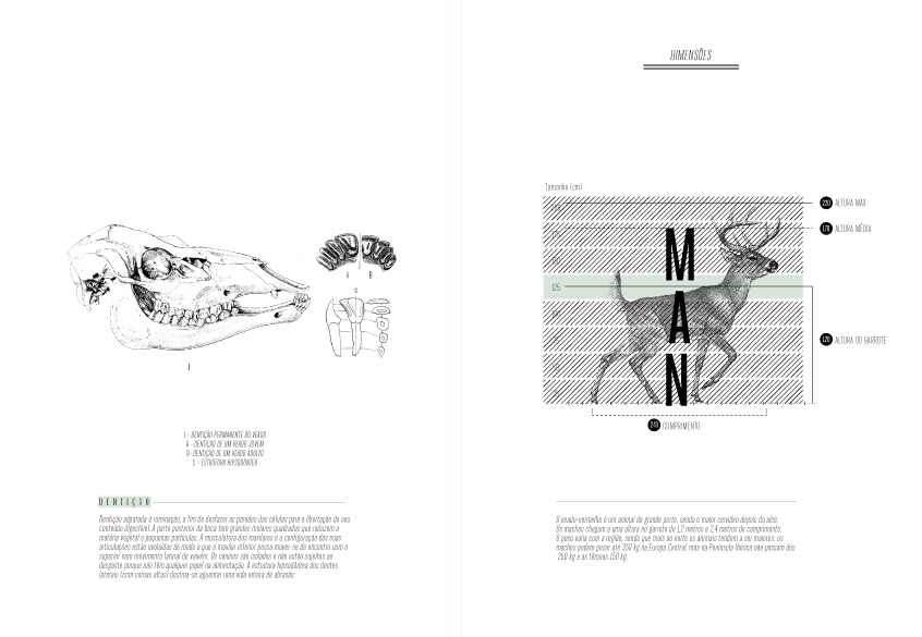 stag Web deer magazine infographics esad.cr ESAD