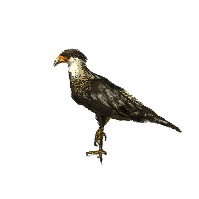 aves art ilustraciones digitalart Costa Rica