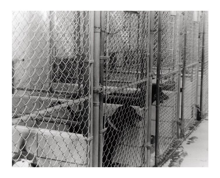 animal rights cages tanks dog fence bear Rhino zoo shelter barriers