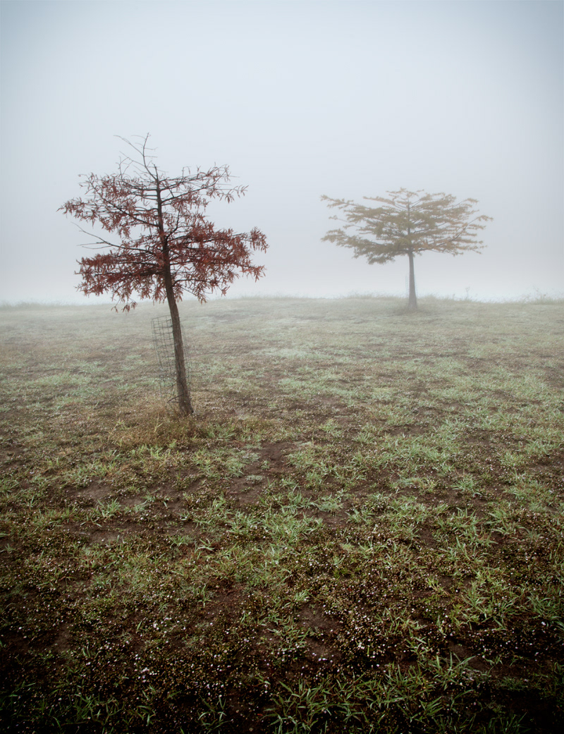 fog MORNING trees Park atmosphere emotion loneliness deserted cold wet grass forest