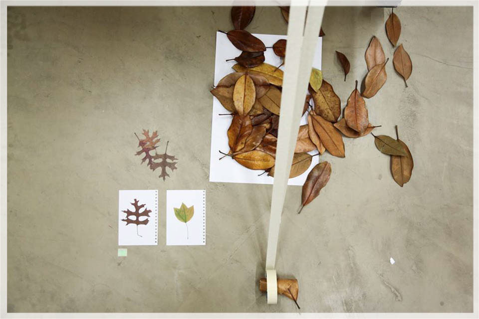 Espacio Virgen poetica visual instalación Intervención hojas bosque barbara rios 