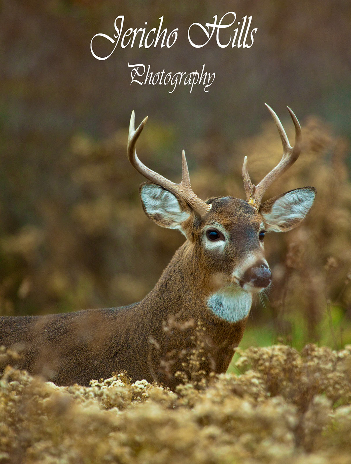 Wildlife photography nature photography loons foliage white tail deer images