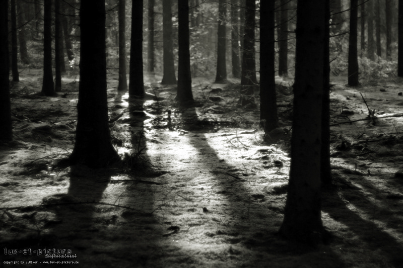 forest woods trees conceptual photography
