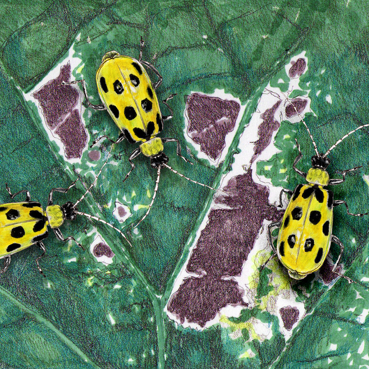 Insects botanical animals slug beetle caterpillars Nature garden