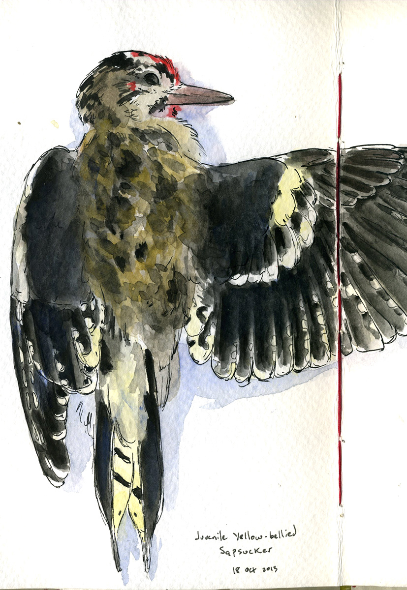 bird study scientific watercolor ink explore science pond wings feather