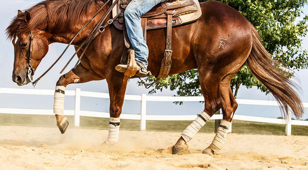 animal horse quarter horse reiner western rider artistic action speed