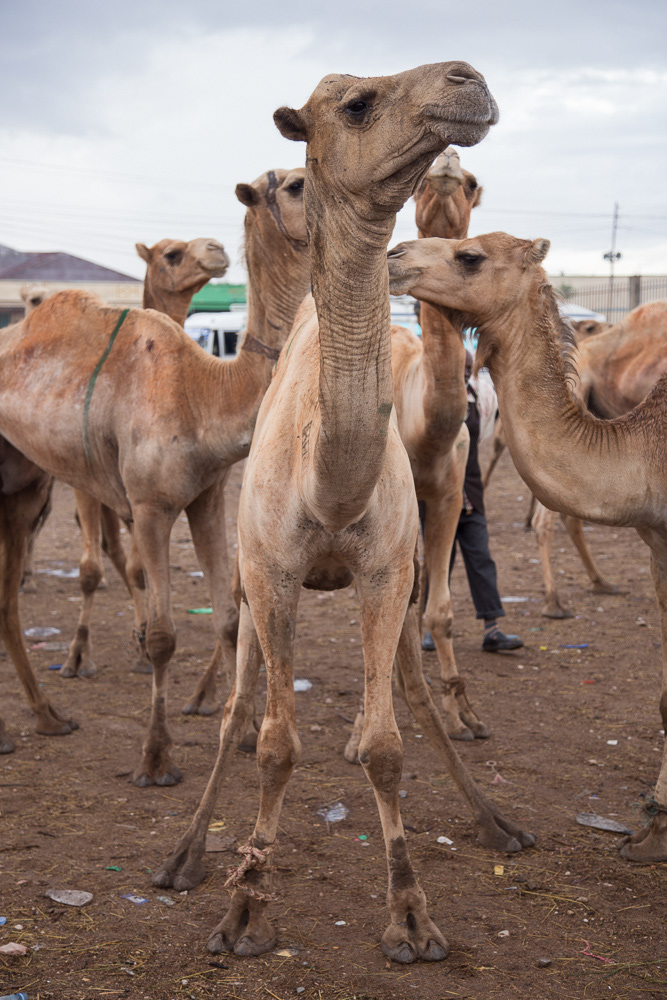 Somaliland  somalia  ethiopia  hargeisa  berbera  camel  camels  market  Africa