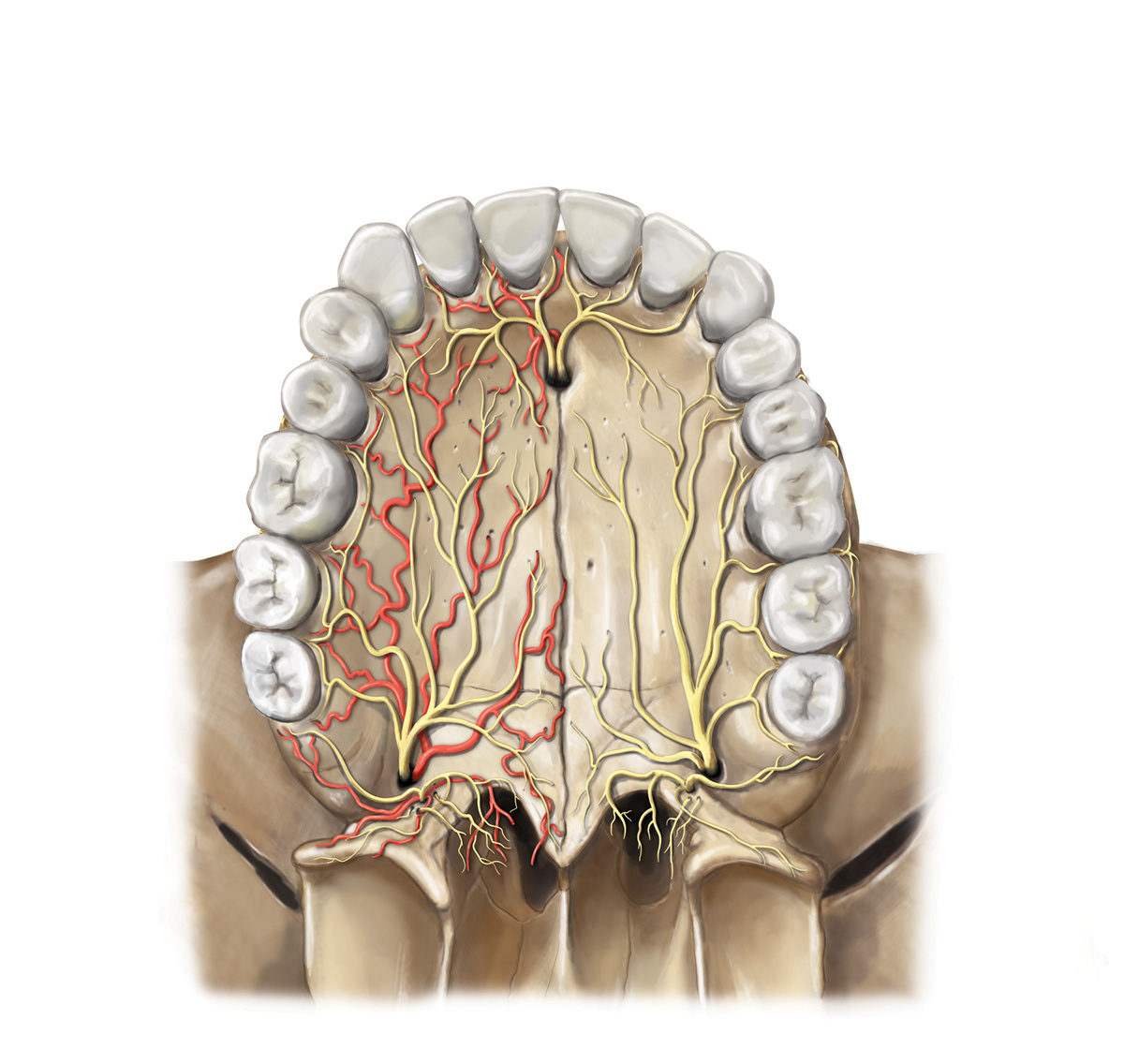 roof of the Mouth palate anatomical