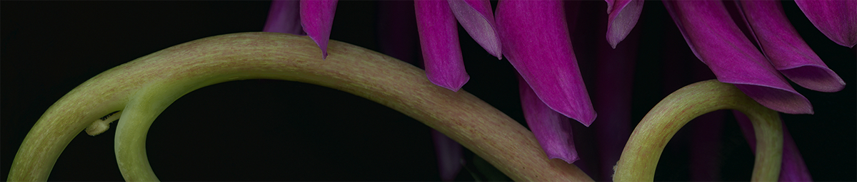 scanography Flowers scanned art scan image photo Scanned image light color Nature botanical experiment portrait digital
