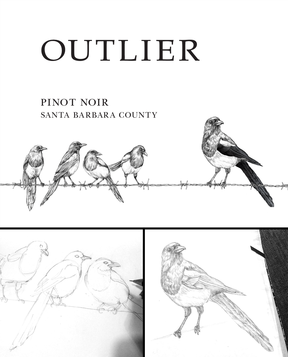 crow pencil bird Label design art Drawing  ILLUSTRATION 