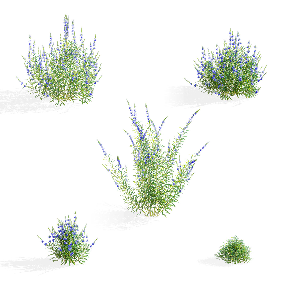 3D 3ds max 3d modeling Flowers salvia Render visualization exterior archviz CGI