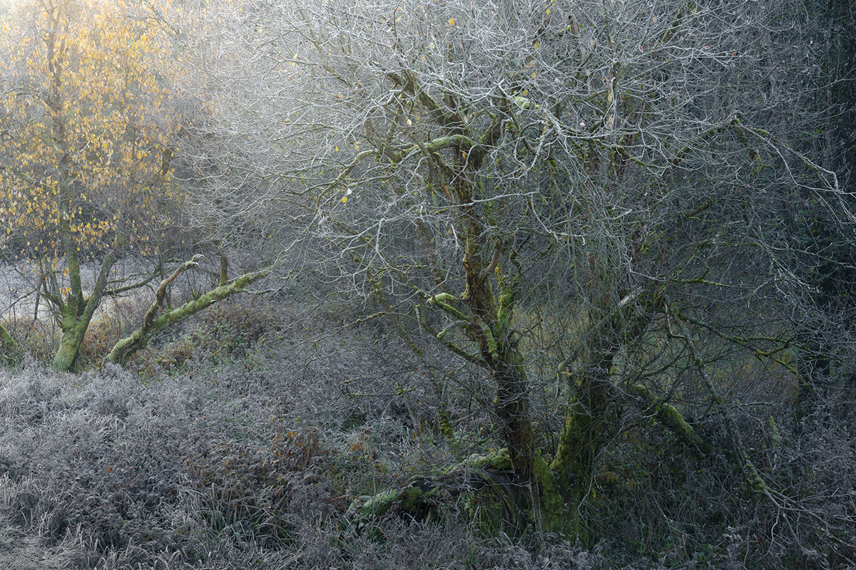 autumn ethereal frozen hoar frost nftart Tree  Treescape winter is coming woodland creatures woodland photography