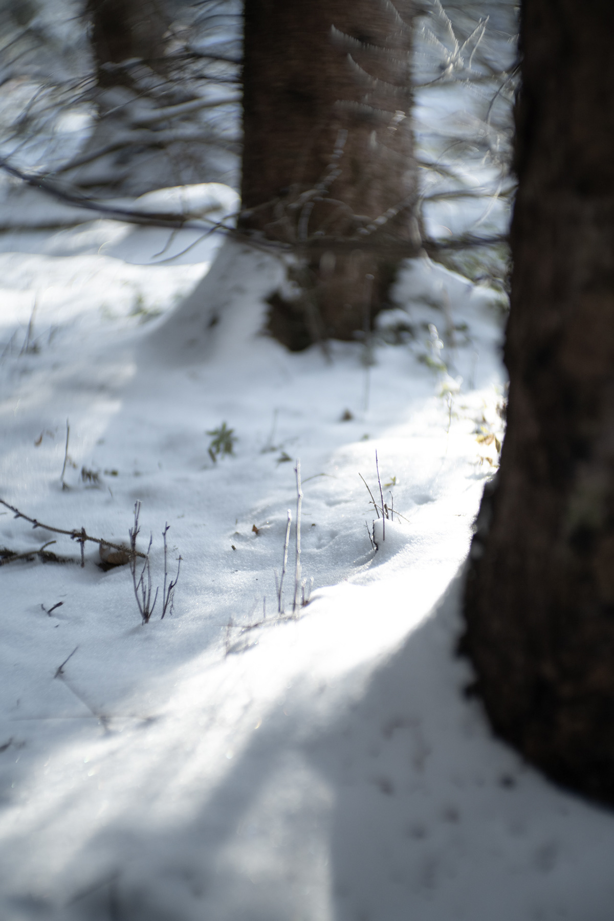 forest Landscape Nature Photography  snow winter woods